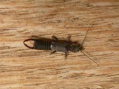 Labiduridae by (c) Donald Hobern, some rights reserved (CC BY). Used under a CC-BY license.
