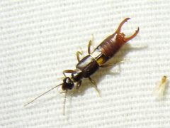Vostox apicedentatus by (c) Sam Kieschnick, some rights reserved (CC BY), uploaded by Sam Kieschnick. Used under a CC-BY license.