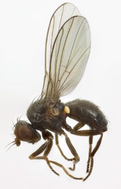 Agromyza frontella by (c) janet graham, some rights reserved (CC BY). Used under a CC-BY license.