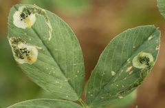 Agromyza frontella by (c) janet graham, some rights reserved (CC BY). Used under a CC-BY license.