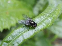 Ophiomyiinae by (c) Jeremy Rolfe, some rights reserved (CC BY), uploaded by Jeremy Rolfe. Used under a CC-BY license.