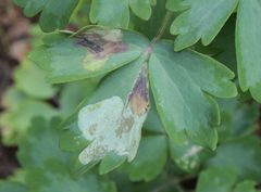 Phytomyza aquilegiana by (c) Jeff Clark, some rights reserved (CC BY), uploaded by Jeff Clark. Used under a CC-BY license.