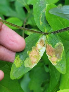 Phytomyza aquilegiana by (c) Navin Sasikumar, some rights reserved (CC BY), uploaded by Navin Sasikumar. Used under a CC-BY license.
