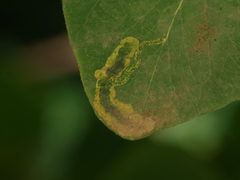 Aulagromyza luteoscutellata by (c) Alexis Tinker-Tsavalas, some rights reserved (CC BY), uploaded by Alexis Tinker-Tsavalas. Used under a CC-BY license.