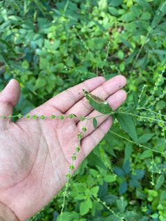 Calycomyza cynoglossi by (c) Brandon Corder, some rights reserved (CC BY), uploaded by Brandon Corder. Used under a CC-BY license.