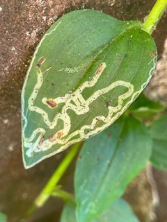 Liriomyza commelinae by (c) B. Phalan, some rights reserved (CC BY), uploaded by B. Phalan. Used under a CC-BY license.