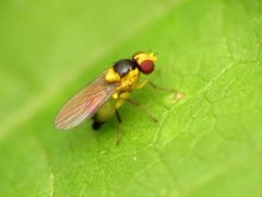 Liriomyza eupatoriella by (c) Katja Schulz, some rights reserved (CC BY), uploaded by Katja Schulz. Used under a CC-BY license.