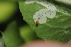 Liriomyza fricki by (c) Zachary Dankowicz, some rights reserved (CC BY), uploaded by Zachary Dankowicz. Used under a CC-BY license.