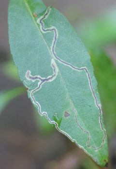 Liriomyza by (c) Even Dankowicz, some rights reserved (CC BY), uploaded by Even Dankowicz. Used under a CC-BY license.
