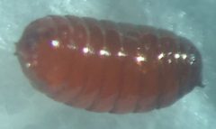 Liriomyza violivora by (c) Henry Van T. Cotter, some rights reserved (CC BY), uploaded by Henry Van T. Cotter. Used under a CC-BY license.