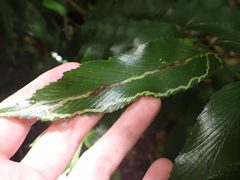 Phytoliriomyza by (c) William Brockelsby, some rights reserved (CC BY), uploaded by William Brockelsby. Used under a CC-BY license.