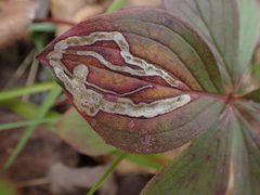 Phytomyza agromyzina by (c) Mary Krieger, some rights reserved (CC BY), uploaded by Mary Krieger. Used under a CC-BY license.