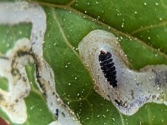 Phytomyza ditmani by (c) ncb1221, some rights reserved (CC BY), uploaded by ncb1221. Used under a CC-BY license.