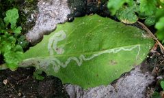 Phytomyza by (c) Георгий Виноградов (Georgy Vinogradov), some rights reserved (CC BY), uploaded by Георгий Виноградов (Georgy Vinogradov). Used under a CC-BY license.