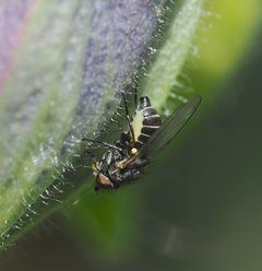 Phytomyza krygeri by (c) carnifex, some rights reserved (CC BY), uploaded by carnifex. Used under a CC-BY license.