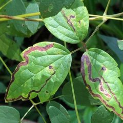 Phytomyza loewii by (c) Christopher Zacharias, some rights reserved (CC BY), uploaded by Christopher Zacharias. Used under a CC-BY license.