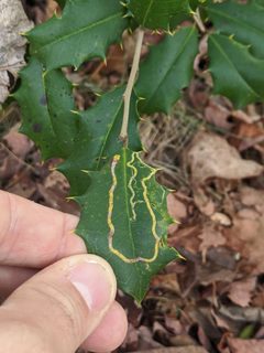 Phytomyza opacae by (c) John Abrams, some rights reserved (CC BY), uploaded by John Abrams. Used under a CC-BY license.