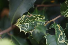 Phytomyza opacae by (c) Steven Bodzin, some rights reserved (CC BY), uploaded by Steven Bodzin. Used under a CC-BY license.