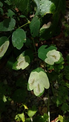 Phytomyza plumiseta by (c) alicia penney, some rights reserved (CC BY), uploaded by alicia penney. Used under a CC-BY license.