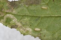 Phytomyza syngenesiae by (c) Jon Sullivan, some rights reserved (CC BY). Used under a CC-BY license.