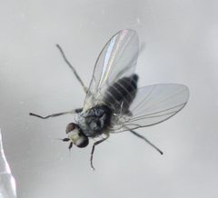 Phytomyza syngenesiae by (c) Even Dankowicz, some rights reserved (CC BY), uploaded by Even Dankowicz. Used under a CC-BY license.