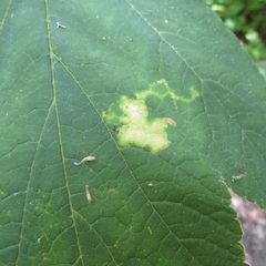 Phytomyza tlingitica by (c) Daniel Levitis, some rights reserved (CC BY), uploaded by Daniel Levitis. Used under a CC-BY license.