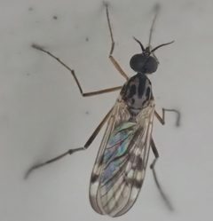 Sylvicola notialis by (c) Cole Shoemaker, some rights reserved (CC BY), uploaded by Cole Shoemaker. Used under a CC-BY license.