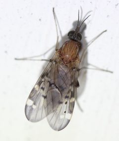 Sylvicola alternatus by (c) Even Dankowicz, some rights reserved (CC BY), uploaded by Even Dankowicz. Used under a CC-BY license.