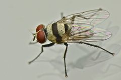 Anthomyia illocata by (c) Steve Kerr, some rights reserved (CC BY), uploaded by Steve Kerr. Used under a CC-BY license.