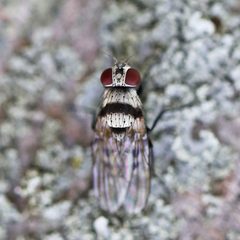 Anthomyia illocata by (c) Bill Keim, some rights reserved (CC BY). Used under a CC-BY license.