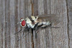 Anthomyia by (c) Judy Gallagher, some rights reserved (CC BY). Used under a CC-BY license.