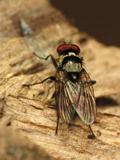 Anthomyia oculifera by (c) Katja Schulz, some rights reserved (CC BY). Used under a CC-BY license.