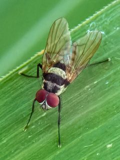 Anthomyia oculifera by (c) Robert Roach, some rights reserved (CC BY), uploaded by Robert Roach. Used under a CC-BY license.
