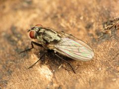 Anthomyia oculifera by (c) Katja Schulz, some rights reserved (CC BY), uploaded by Katja Schulz. Used under a CC-BY license.