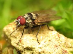 Anthomyia oculifera by (c) Katja Schulz, some rights reserved (CC BY). Used under a CC-BY license.