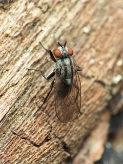 Anthomyia pluvialis by (c) Katja Schulz, some rights reserved (CC BY), uploaded by Katja Schulz. Used under a CC-BY license.