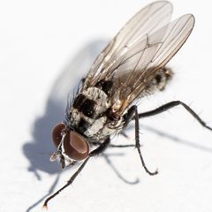 Anthomyia pluvialis by (c) Bill Keim, some rights reserved (CC BY), uploaded by Bill Keim. Used under a CC-BY license.