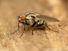 Anthomyia pluvialis by (c) Katja Schulz, some rights reserved (CC BY), uploaded by Katja Schulz. Used under a CC-BY license.