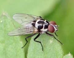 Anthomyia procellaris by no rights reserved, uploaded by Jean-Paul Boerekamps. Used under a CC0 license.