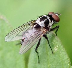 Anthomyia procellaris by no rights reserved, uploaded by Jean-Paul Boerekamps. Used under a CC0 license.