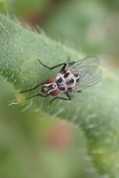 Anthomyia procellaris by (c) Lee Cain, some rights reserved (CC BY), uploaded by Lee Cain. Used under a CC-BY license.