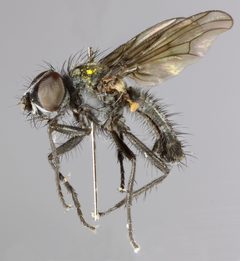 Botanophila by (c) Janet Graham, some rights reserved (CC BY). Used under a CC-BY license.