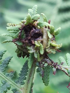 Chirosia betuleti by (c) Martin Scheuch, some rights reserved (CC BY), uploaded by Martin Scheuch. Used under a CC-BY license.