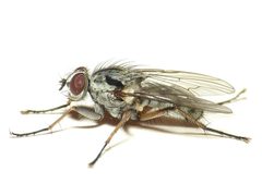 Eustalomyia by (c) anonymous, some rights reserved (CC BY). Used under a CC-BY license.