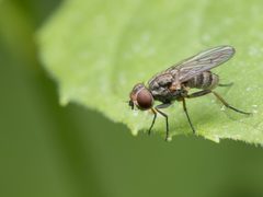 Leucophora by (c) Zachary Dankowicz, some rights reserved (CC BY), uploaded by Zachary Dankowicz. Used under a CC-BY license.