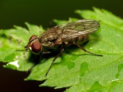 Leucophora by (c) Katja Schulz, some rights reserved (CC BY). Used under a CC-BY license.