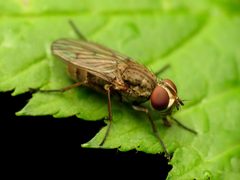Leucophora johnsoni by (c) Katja Schulz, some rights reserved (CC BY). Used under a CC-BY license.