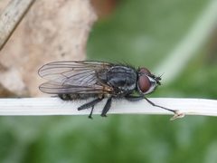 Leucophora obtusa by (c) Michael Knapp, some rights reserved (CC BY), uploaded by Michael Knapp. Used under a CC-BY license.