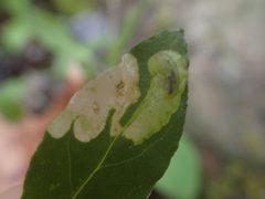 Pegomya flavifrons by (c) Evan M. Raskin, some rights reserved (CC BY), uploaded by Evan M. Raskin. Used under a CC-BY license.