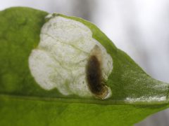 Pegomya flavifrons by (c) Evan M. Raskin, some rights reserved (CC BY), uploaded by Evan M. Raskin. Used under a CC-BY license.